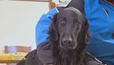 Jager, il cane eroe