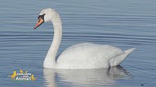 Don Cosimo Schena ci parla del cigno