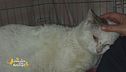 La storia di Mister, un gattone che viveva per le strade di Palermo