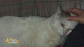 La storia di Mister, un gattone che viveva per le strade di Palermo