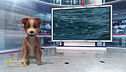 Gli animali campioni di tuffi