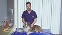 I consigli del veterinario: la piometra