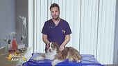 I consigli del veterinario: la piometra