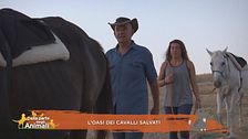 L'oasi dei cavalli salvati