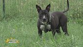 Kora