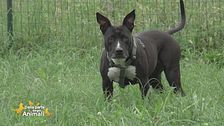 Kora