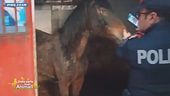 La cavalla salvata dai maltrattamenti