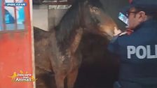La cavalla salvata dai maltrattamenti