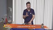I consigli del vet: l'ipotiroidismo nel gatto