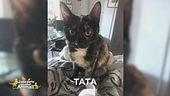 Sos animali: ritroviamo Tata