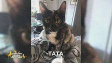 Sos animali: ritroviamo Tata