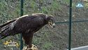 Il salvataggio di un'aquila delle steppe