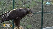 Il salvataggio di un'aquila delle steppe