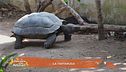 La tartaruga