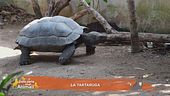 La tartaruga