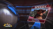 Speedy News