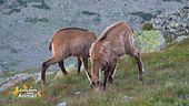 Gli animali più agili
