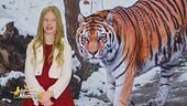 Stella's world: la tigre