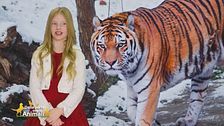 Stella's world: la tigre