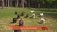 Eroi a quattro zampe
