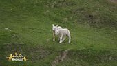 L'agnello