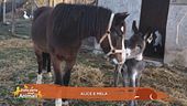 Alice e Mela