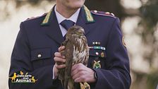 La storia di una meravigliosa poiana