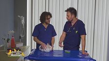 L'alimentazione del coniglio