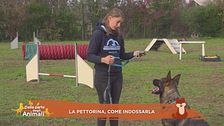 Impariamo divertendoci: la pettorina, come indossarla