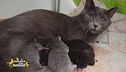 Mamma gatta e i suoi cuccioli salvati