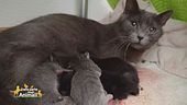 Mamma gatta e i suoi cuccioli salvati