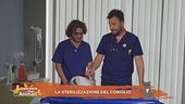 I consigli del Vet: la sterilizzazione del coniglio