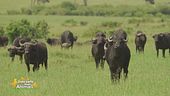 Un avventura nel meraviglioso mondo degli animali