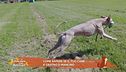 Come sapere se il tuo cane è destro o mancino