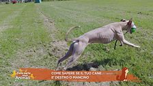 Come sapere se il tuo cane è destro o mancino