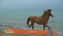 Il cavallo