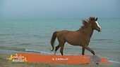 Il cavallo