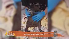 Una nutria come amica