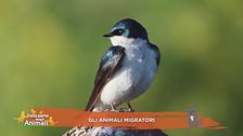 Un animale da scoprire: gli animali migratori