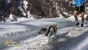 Il Cani-cross
