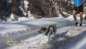 Il Cani-cross
