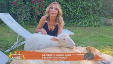 George, l'agnellino salvato da Paola