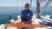 I delfini di Lisa