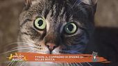 Tyson, il compagno di divano di Gilles Rocca