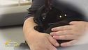 Premio Milo, dedicato ai gattini disabili
