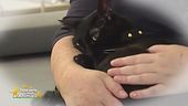 Premio Milo, dedicato ai gattini disabili