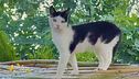 Meggy, una gattina salvata in Sardegna