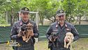 Cani salvati dai carabinieri