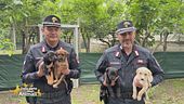 Cani salvati dai carabinieri