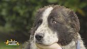 Il cucciolone Oscar